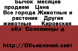 Бычок 6месяцев продаем › Цена ­ 20 000 - Все города Животные и растения » Другие животные   . Кировская обл.,Соломинцы д.